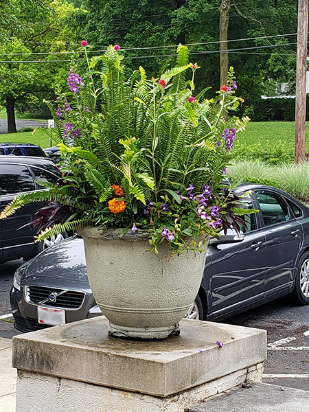 Commercial Container Planting