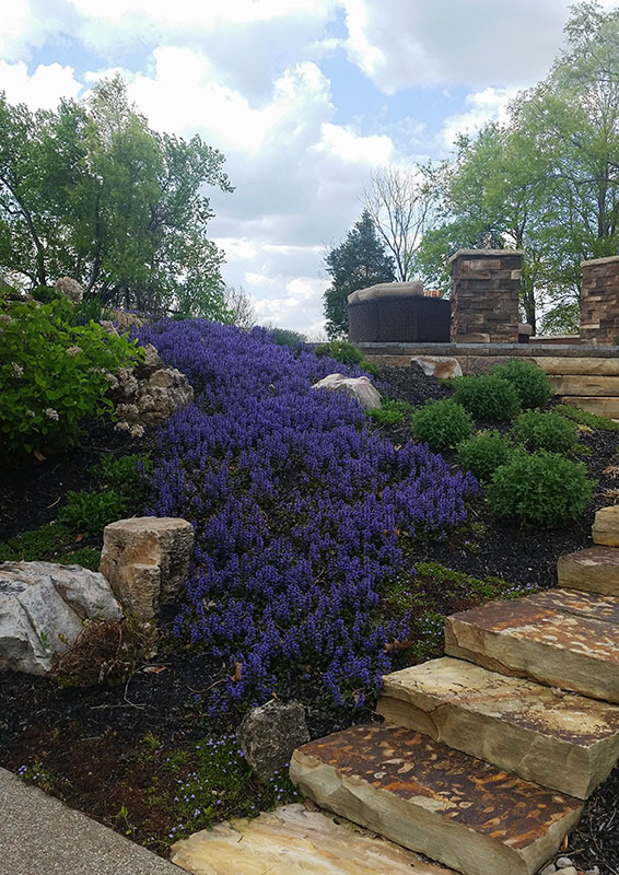 Loveland Ajuga Garden