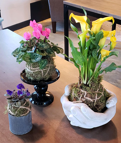 Kokedama Holders